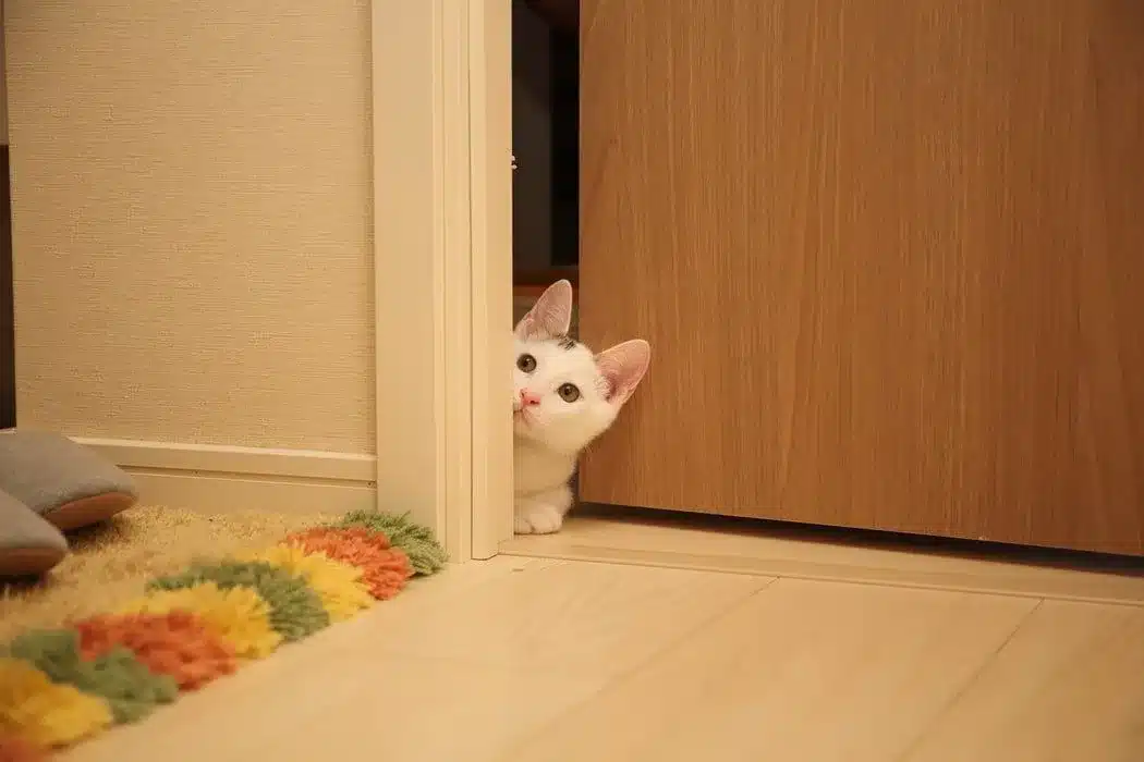 A kitten peers through a crack in a bedroom door